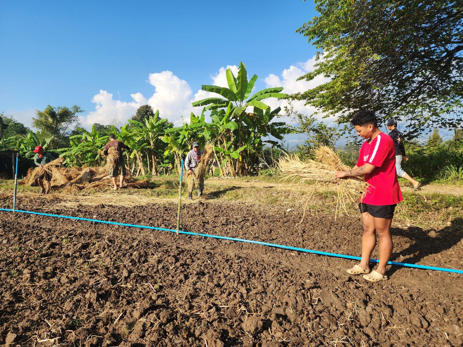 Rice harvest at Pai Seedlings Farm